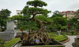 Video: Cận cảnh cây “độc long kim cương” trăm tuổi giá cả chục tỷ đồng