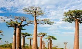 Vẻ đẹp quốc đảo 90 triệu năm tuổi, già nhất hành tinh