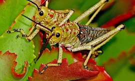 Sẵn sàng kịch bản ứng phó với châu chấu sa mạc tại Điện Biên