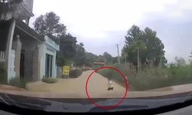 Lao từ bụi cây ra đường, cậu bé khiến tài xế ô tô ‘toát mồ hôi lạnh’