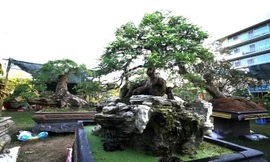 Vườn cây kiểng tiền tỷ ở Phú Mỹ Hưng