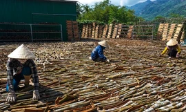 Kiếm tiền tỷ từ vỏ quế