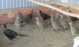 Chàng trai bỏ việc văn phòng nuôi chim trĩ thu gần 6 tỷ đồng mỗi năm