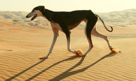 Giống chó săn có thể chạy 60 km mỗi giờ
