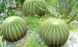 Vì sao xương rồng có gai?