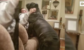 Kinh ngạc kích thước khổng lồ của chú ‘chó con’ lớn nhất thế giới