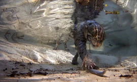 Loài mèo thích bơi lặn, săn mồi dưới nước