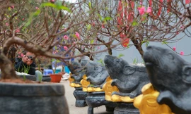 Độc đáo 'chuột đá cõng đào bonsai' giá bạc triệu hút khách dịp tết