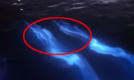 Cá heo phát sáng dưới biển