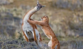 Báo sư tử săn lạc đà Guanaco trên dãy Andes