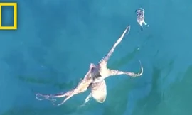 Cuộc đuổi bắt đầy kịch tính giữa bạch tuộc và cua