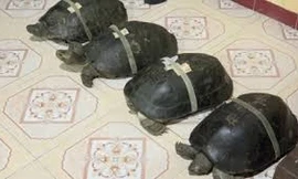 Rùa hơn 100 tuổi thích ngủ mùng, nghe kinh phật ở Đồng Tháp