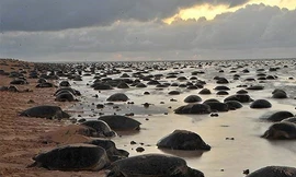 Hòn đảo tập trung 64.000 con rùa biển