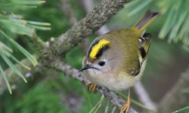 Cách giữ ấm tổ của loài chim nhỏ nhất châu Âu