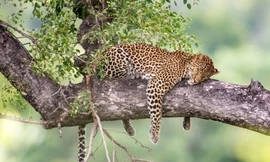 Lãnh địa hiếm hoi của động vật hoang dã trên thế giới