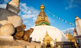 Những con khỉ canh gác ngôi đền linh thiêng bậc nhất thế giới