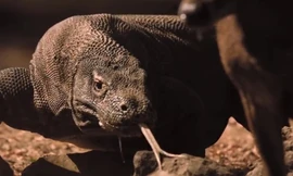 Hươu trúng nhát cắn tử thần của rồng komodo