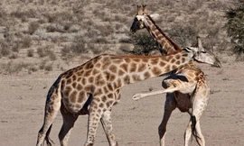 Cách tấn công kẻ địch của hươu cao cổ