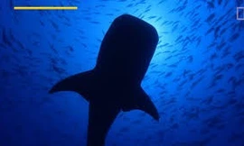 Bữa ăn 'khổng lồ' của cá mập voi