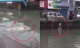 Cụ già bơi qua sông để tránh trạm kiểm tra chống dịch Covid-19