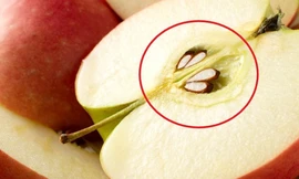Ăn hạt táo độc khủng khiếp thế này mà nhiều người không biết