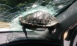 Kinh hoàng rùa bất ngờ cắm thẳng vào kính chắn gió của ô tô đang đi
