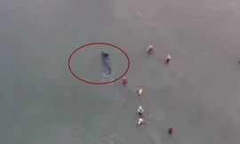 Video ghi cảnh cá mập bơi sát bờ biển 