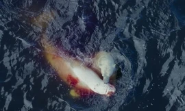 Cách săn cá voi trắng của gấu Bắc Cực