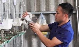 Nuôi chim bồ câu kiếm 3 tỷ đồng mỗi năm