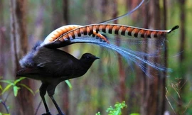 Loài chim có khả năng nhại theo hầu hết âm thanh