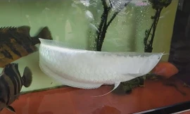 Cá rồng bạch tạng quý hiếm có giá 50.000 USD tại Việt Nam