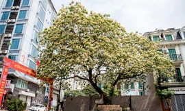 Cây hoa bún 'độc nhất vô nhị' giữa Hà Nội, nở 1 lần mỗi năm rồi như 'chết khô'