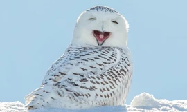 Cách săn mồi nhanh như chớp của cú tuyết