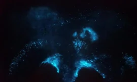 Tảo phát quang nở rộ khiến bãi biển rực sáng