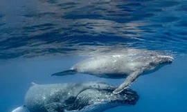 Tầm quan trọng của chất thải cá voi với sinh vật biển