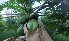 Đu đủ “in” chữ thư pháp giá cả triệu cháy hàng dịp Tết