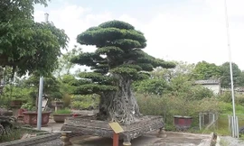 Ngọn cây sanh giá 28 tỷ đồng, vậy gốc cây giá bao nhiêu?