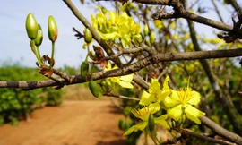 Trồng mai rừng làm bờ rào