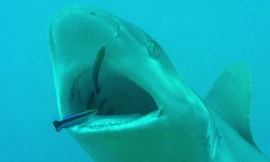 Loài cá chuyên kiếm ăn trong miệng cá mập