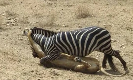 Ngựa vằn tấn công sư tử để bảo vệ con non