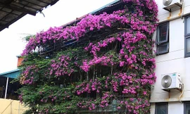 Nhà năm tầng phủ kín hoa giấy