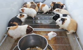 Nuôi 20.000 con chuột thử nghiệm vaccine