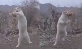 Chú mèo 'xuất chiêu' cực đỉnh, phi người tóm gọn chim đang bay