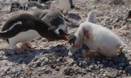 Chim cánh cụt non đi lạc bị đồng loại mổ chết