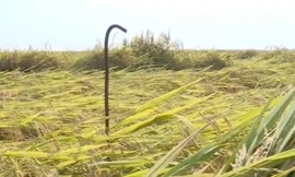 Phẫn nộ hành động đặt bãi chông trên đồng lúa