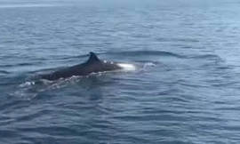 Cá voi 'khủng' trên biển Cù Lao Chàm