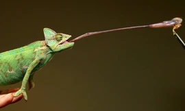 Cách săn mồi độc đáo của tắc kè hoa