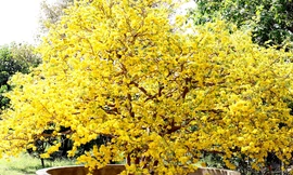 Cây mai 5 thân rực sắc vàng