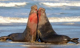 Cuộc chiến cân sức giữa hai con hải tượng nặng 4 tấn