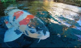 Độc đáo hồ cá Koi trị giá hàng tỷ đồng trên sân thượng của đại gia Sài thành